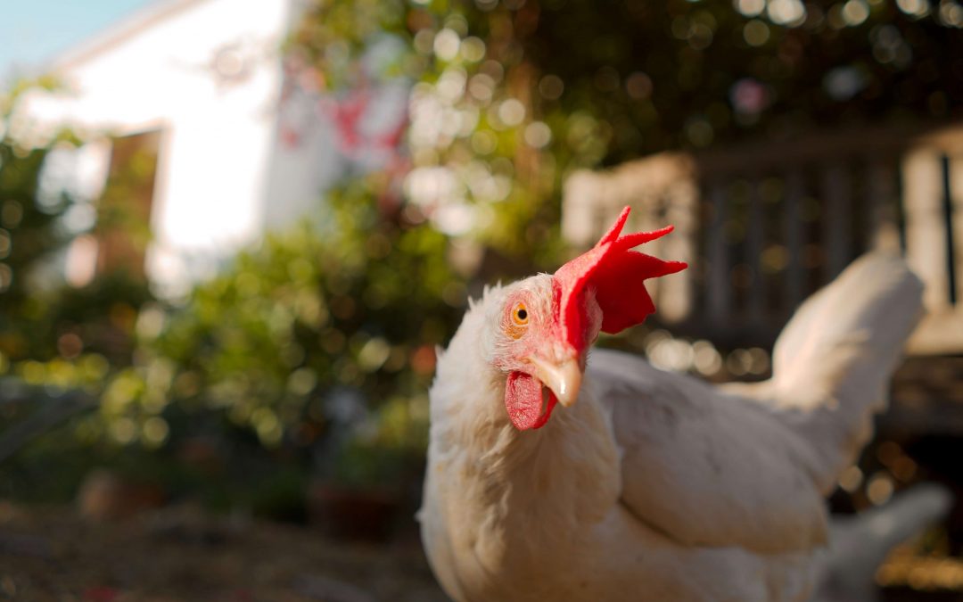 VIDEO: Berkeley Resident Opens Backyard to Rescued Chickens