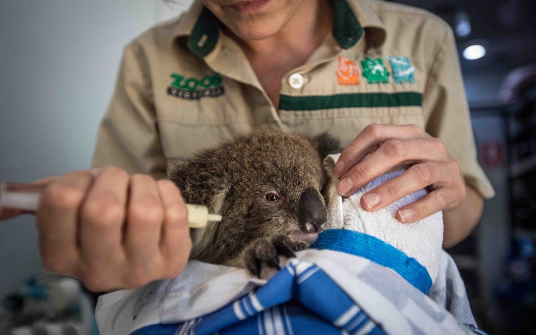 When Natural Disaster Strikes, Wildlife Pays A Heavy Price