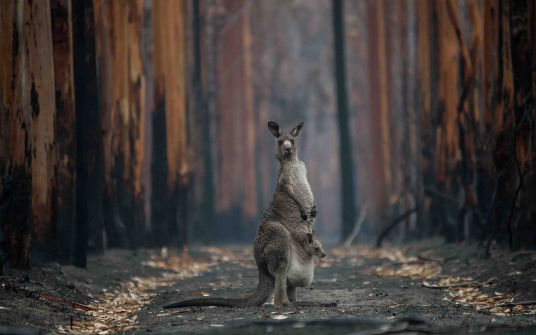 We Kill More Animals Than Australia’s Fires Every Day