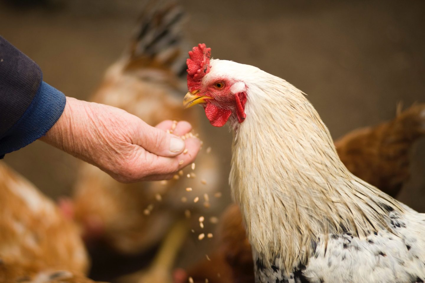 chicken soy feed