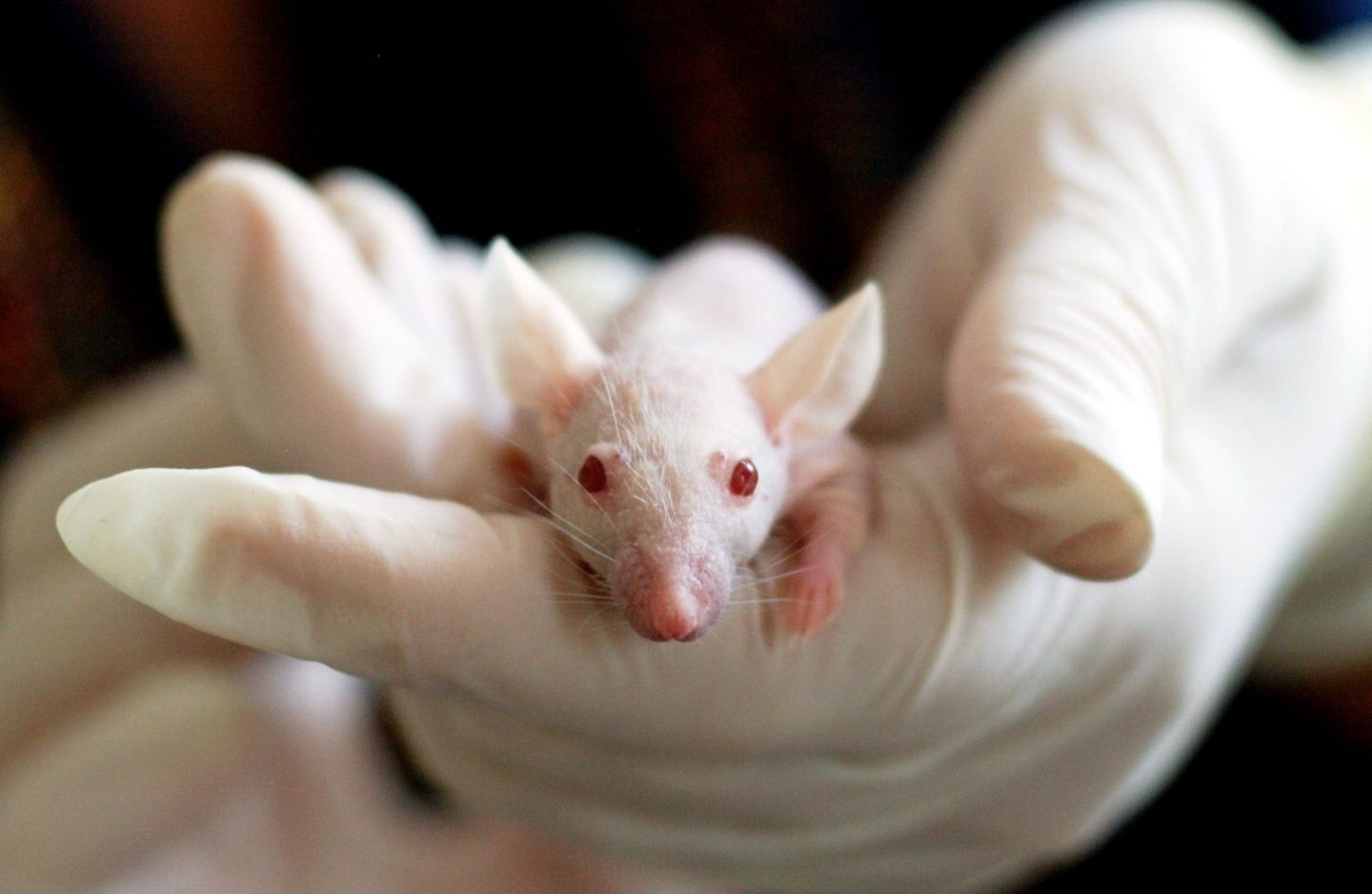 lab mice test