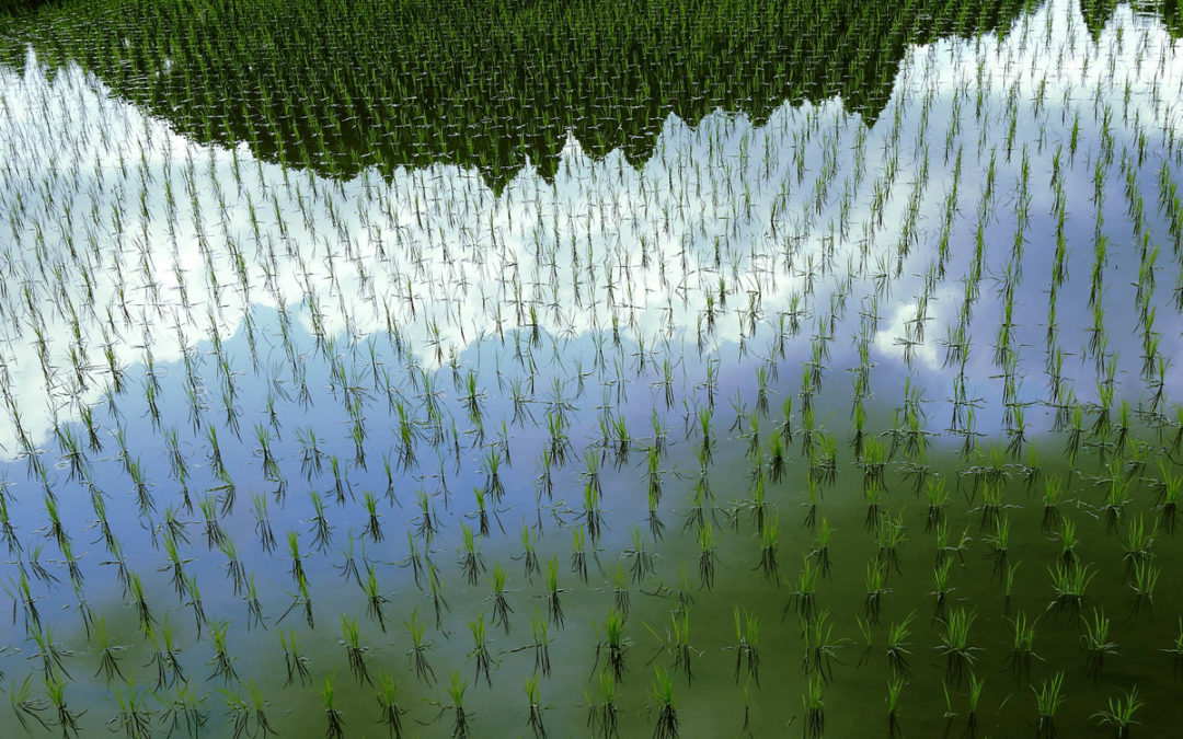 Could Changing the Way We Farm Rice Be a Climate Solution?