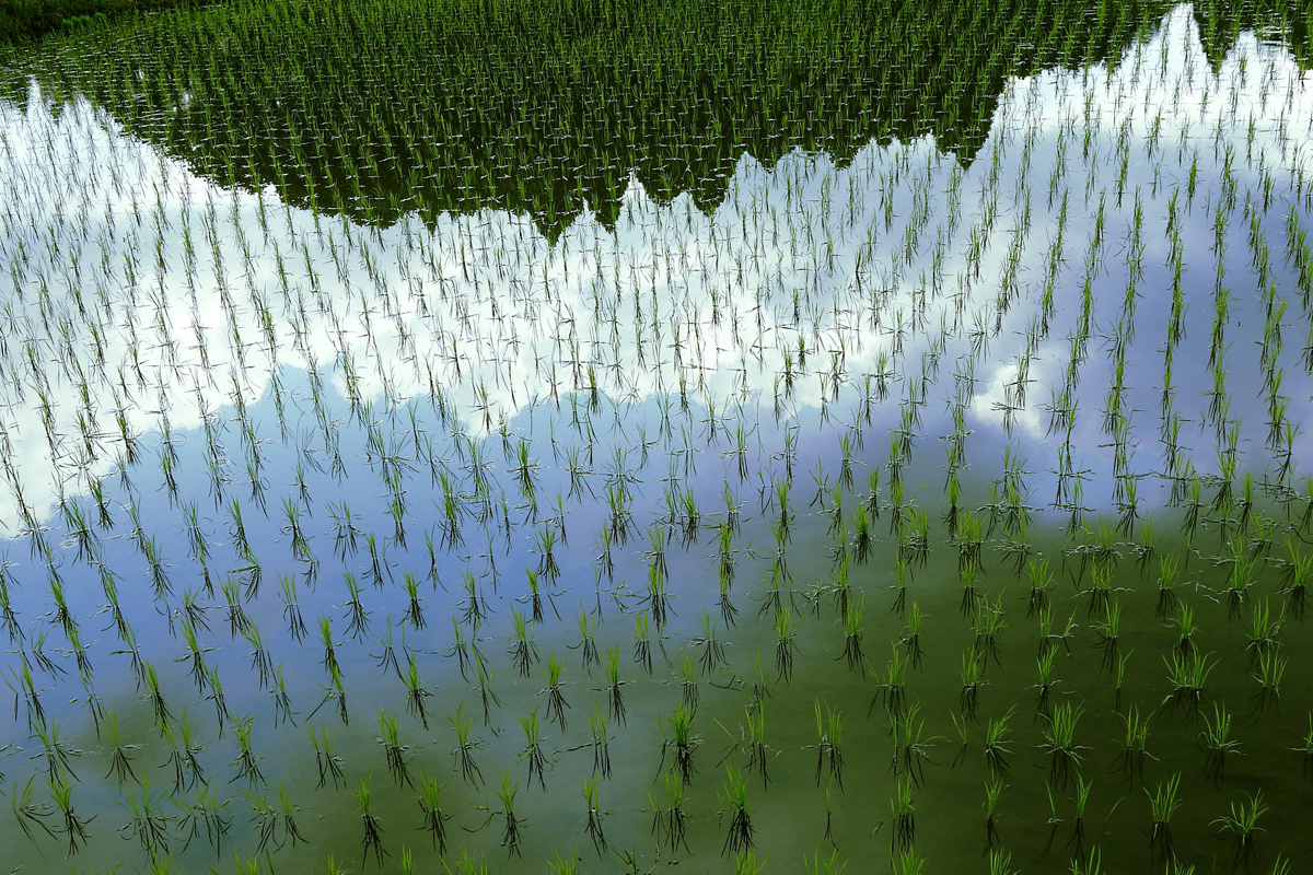 rice farm plant