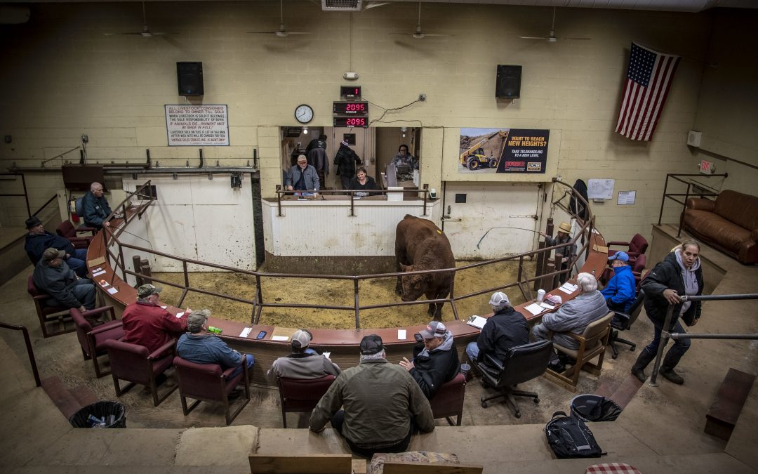 A Feminist Perspective on a Livestock Auction