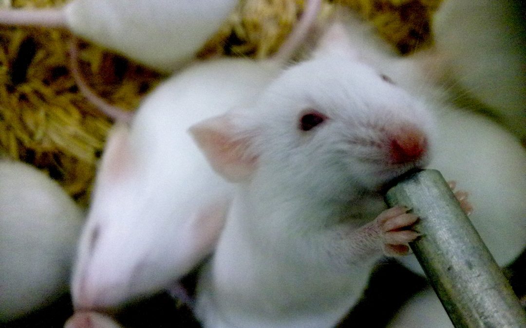Mass Killing of Lab Animals During Pandemic Calls into Question Necessity and Cost of Animal Models