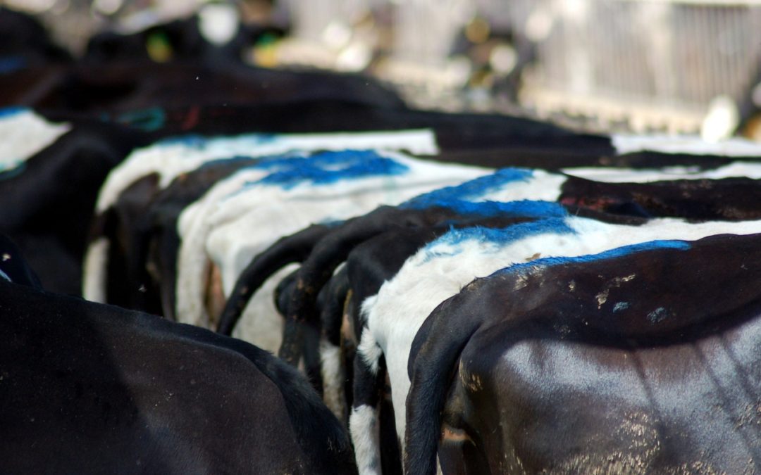Are Dairy Digesters the Renewable Energy Answer or a ‘False Solution’ to Climate Change?