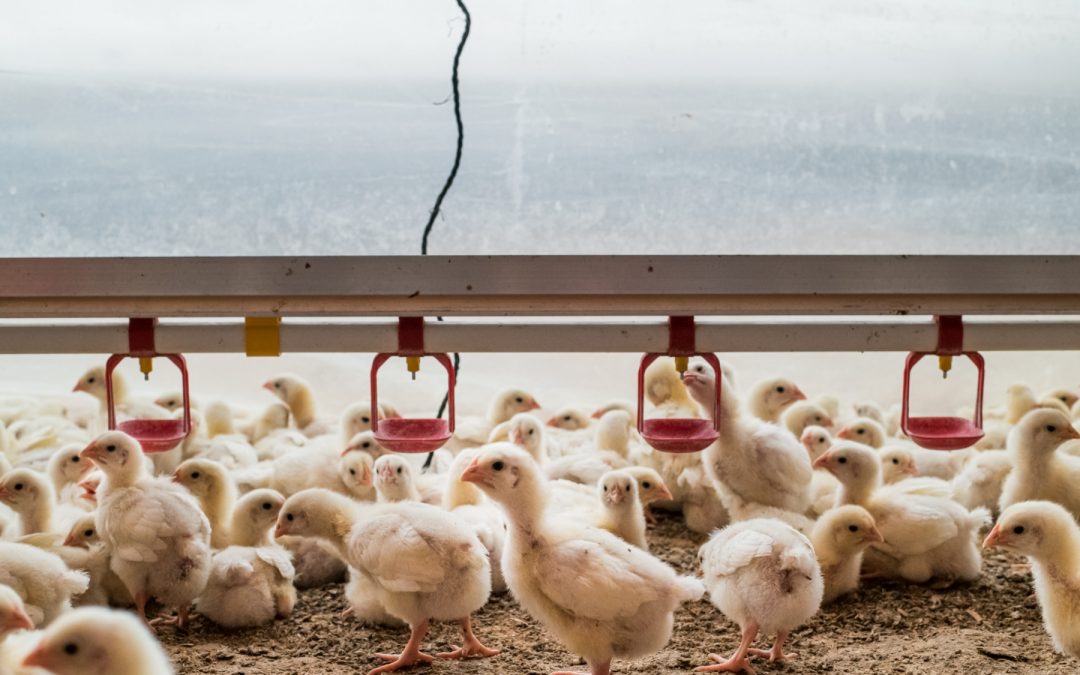To Reduce the Risk of Pandemics, We Must Ban Factory Farms Now