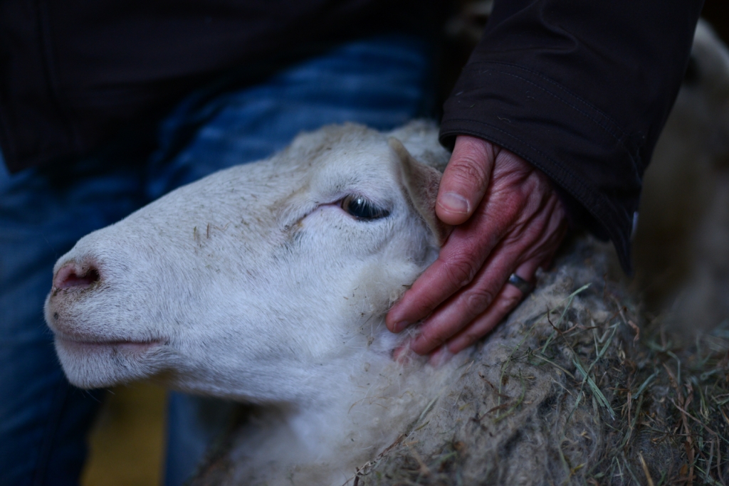 sheep animal activist