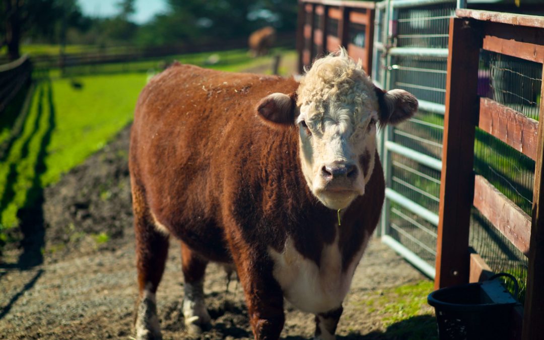 Sanctuary Farms Offer a Model for Future Food System