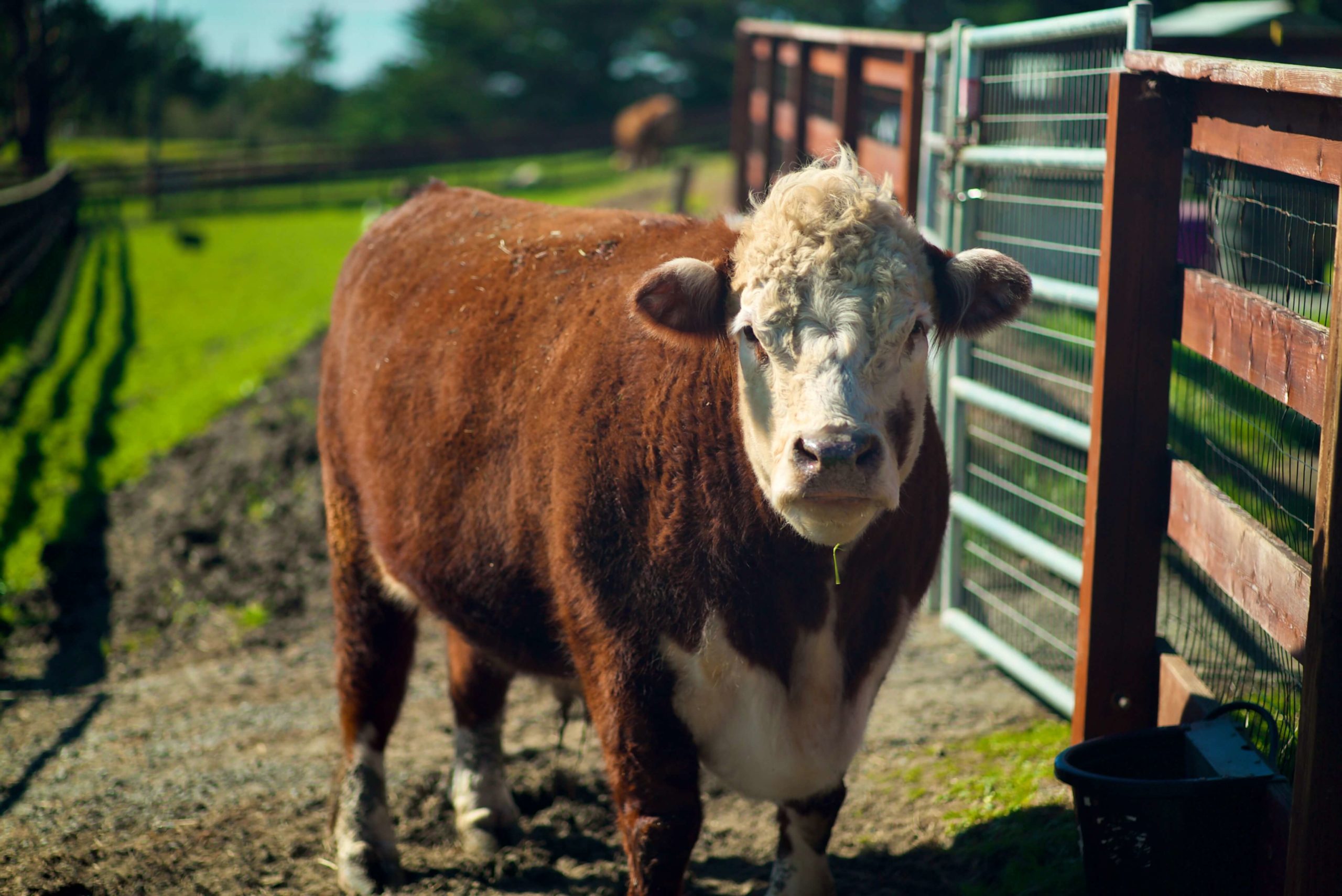 sweet farm cow