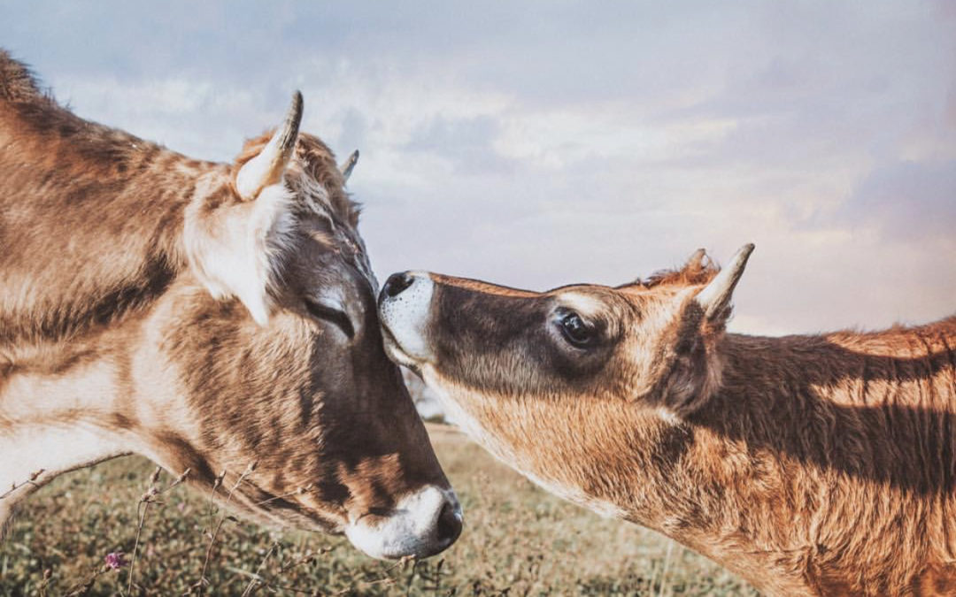 From Livestock to Plants: Why Some Farmers Are Making The Switch to More Sustainable Agriculture