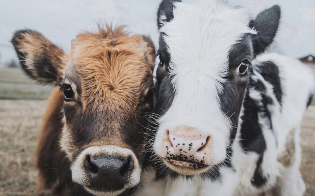 Vegan Dystopia—“Vystopia”—on the Rise with Spread of COVID-19