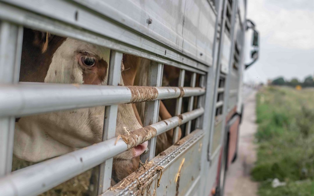 Closed Borders and Quarantine Measures Pose Direct Threat to Transport Animal Welfare
