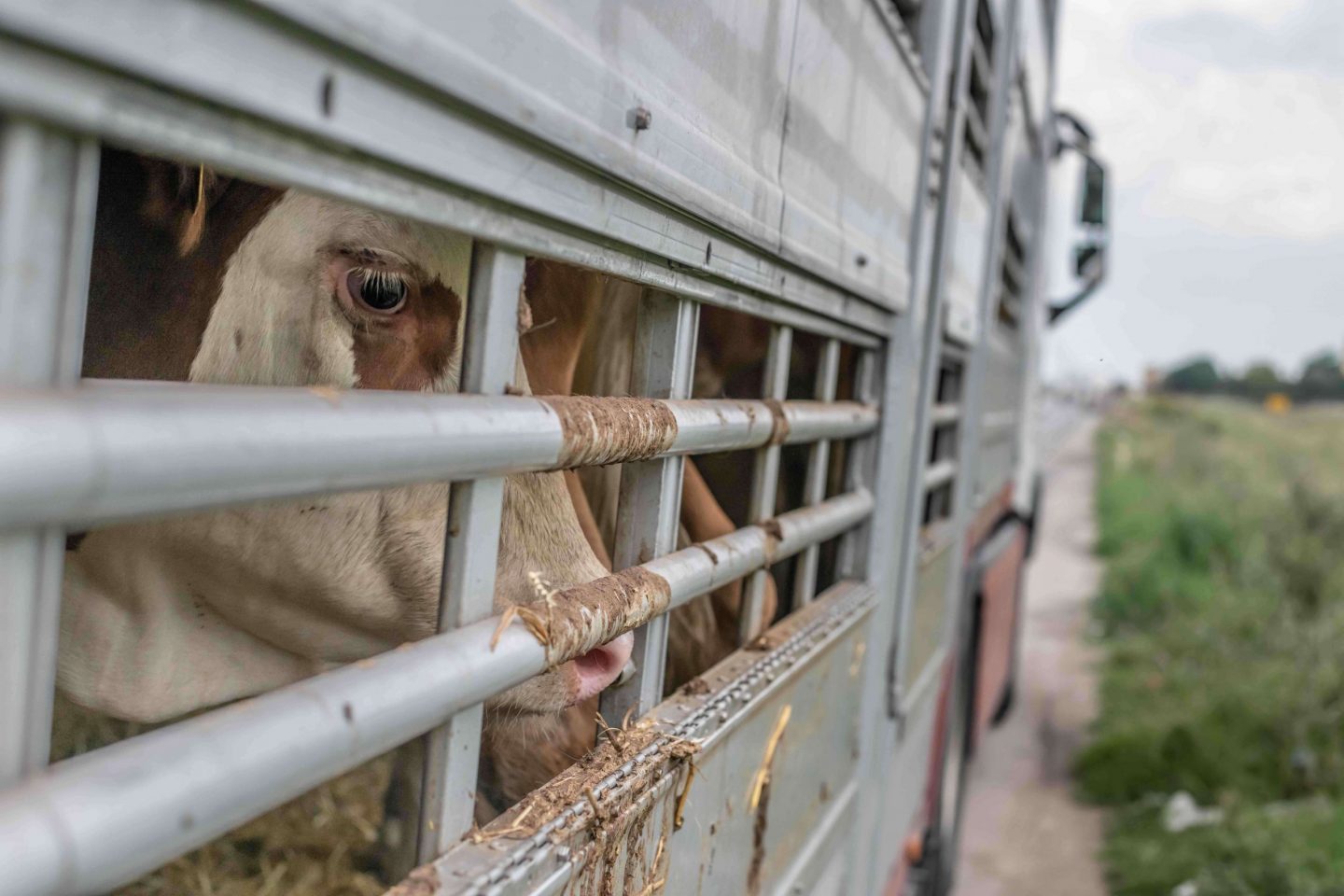 live animal transport