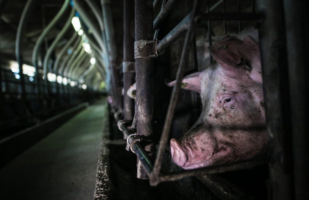 Farmed Animals Culled En Masse as COVID-19 Outbreaks Halt Meat and Dairy Production