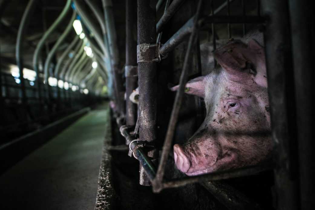 pig cage suffering
