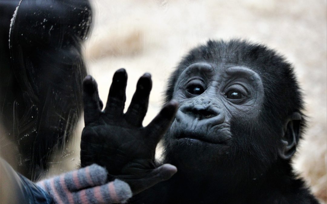 Speciesism and Tragedy at Krefeld Zoo