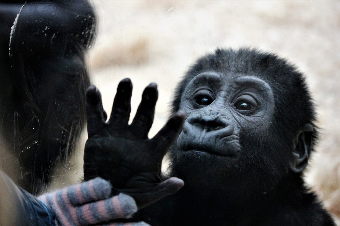 gorialla zoo hand