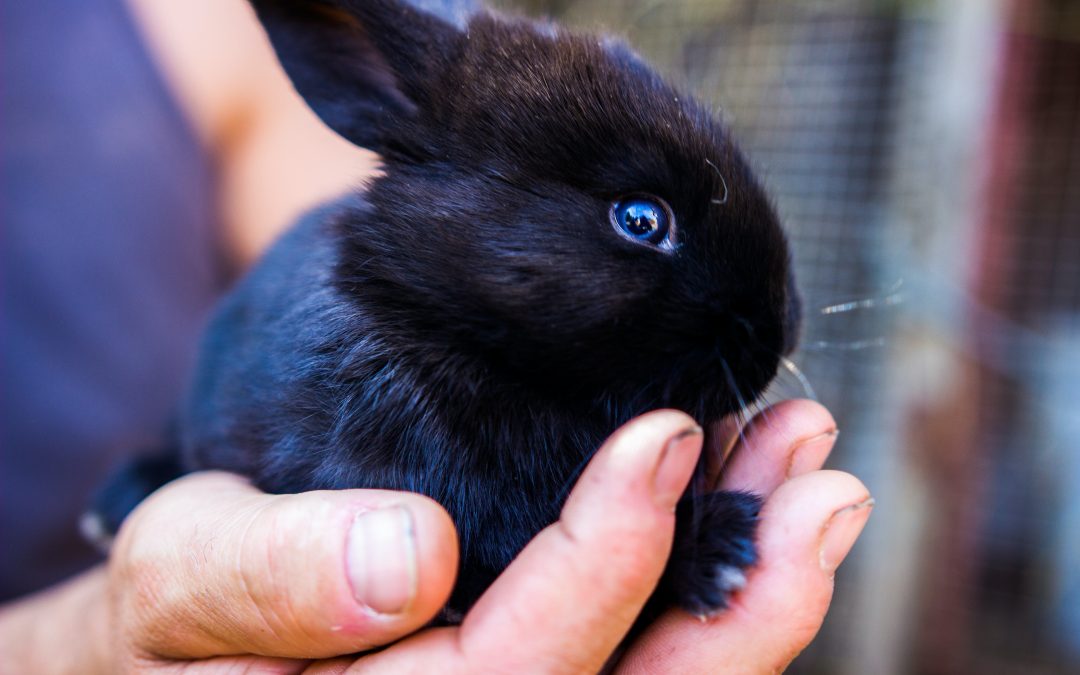 Rabbit Advocates Celebrate “Easter Bunnies” Year ‘Round