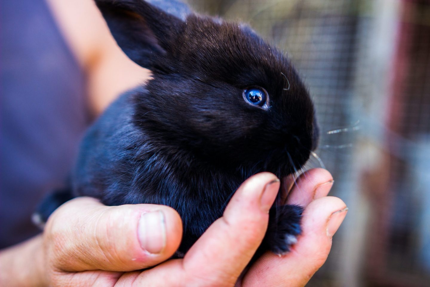 baby rabbit hands