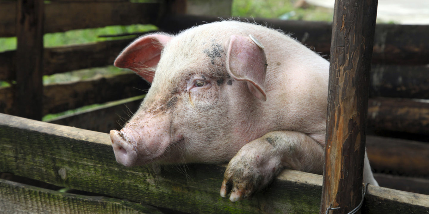 pig farmed animal