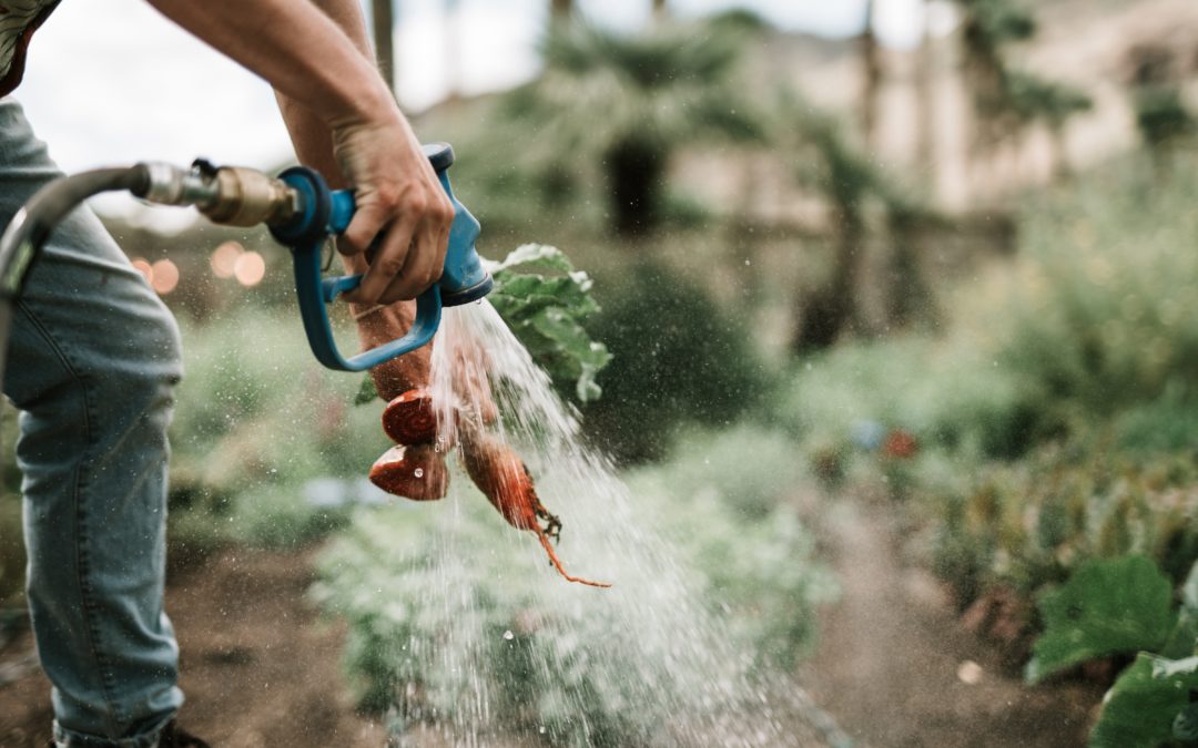 How Will Farms and Restaurants Emerge from Coronavirus? We Asked the Experts