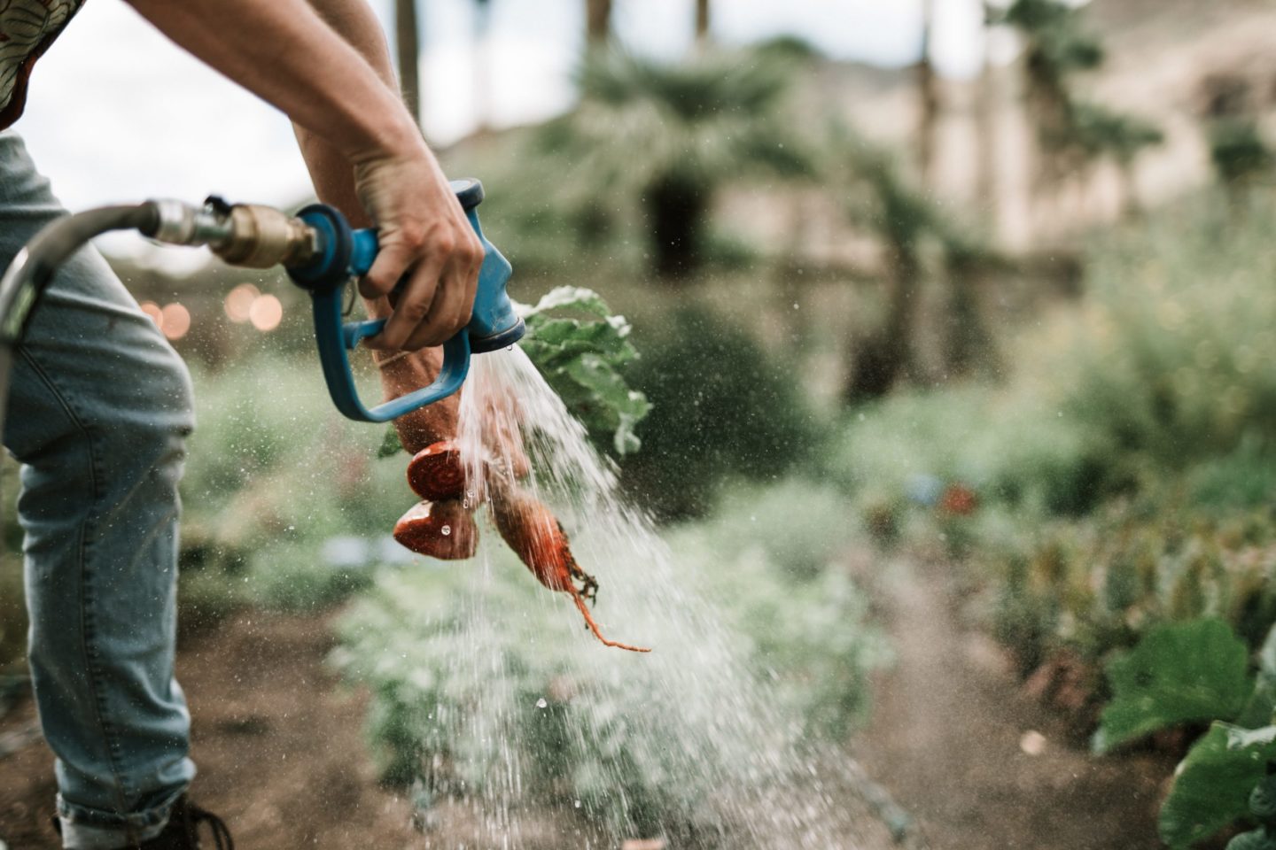 farm washing vegetable