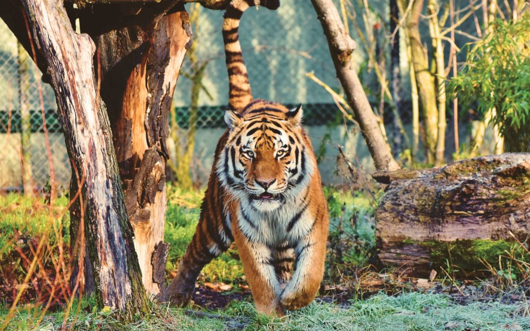 Tiger King Emphasizes Link Between Human Violence and Animal Cruelty