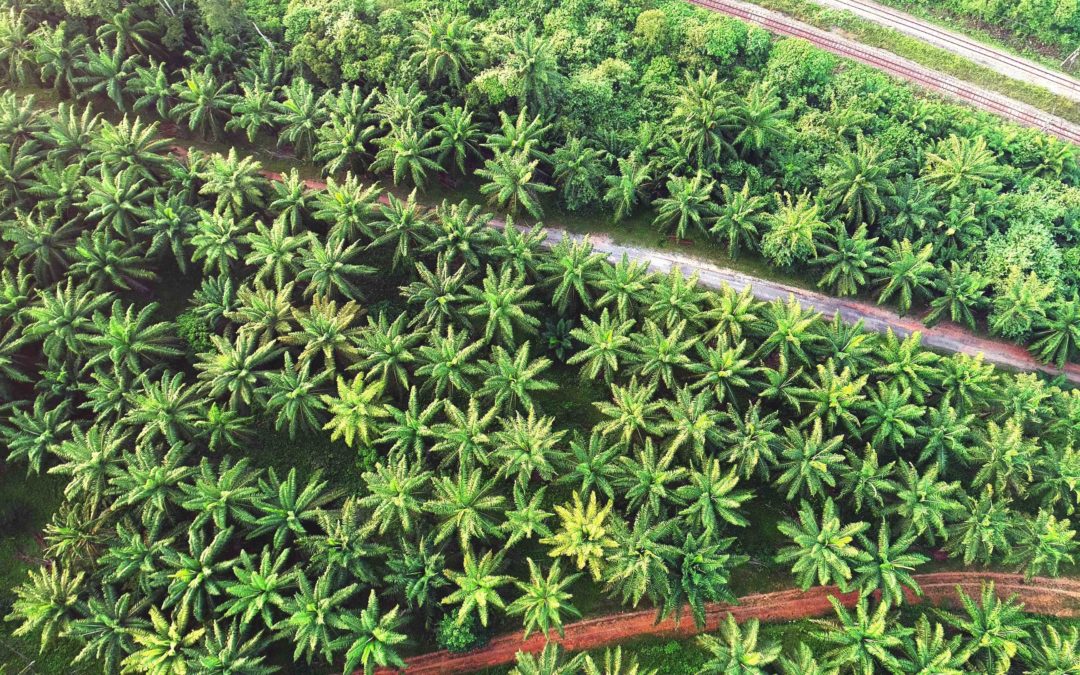 Why Is Palm Oil Such a Problem Now?