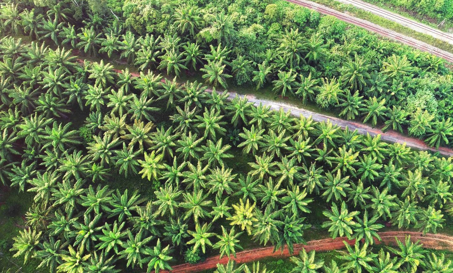 palm oil field