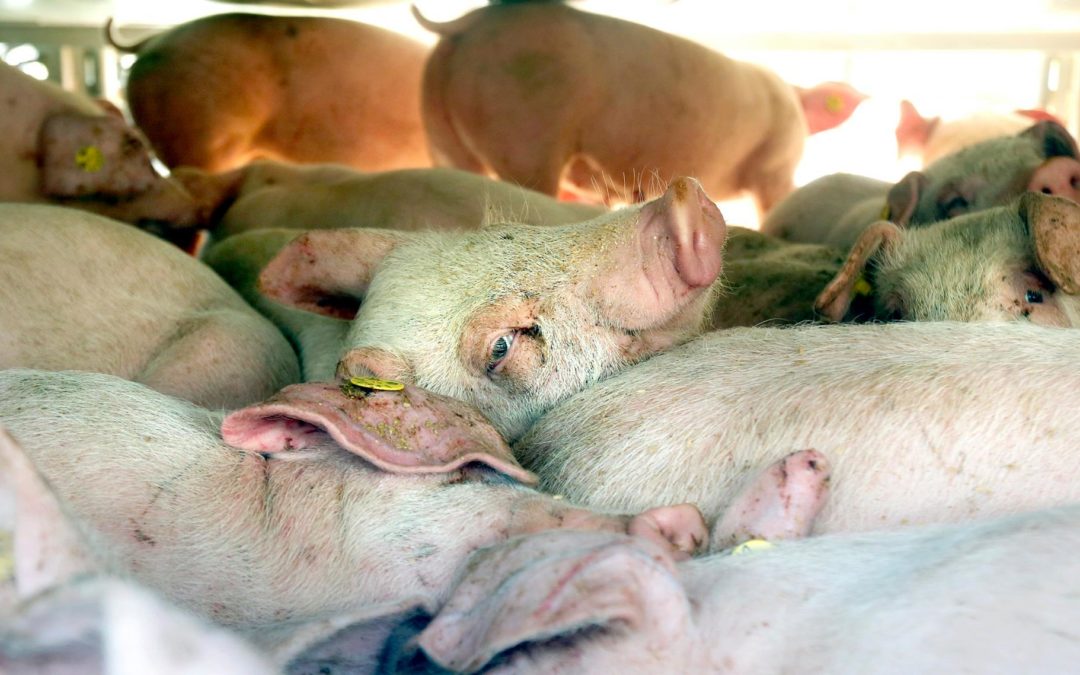 Suffocating Healthy Farmed Animals During Pandemic Is Not “Euthanasia”
