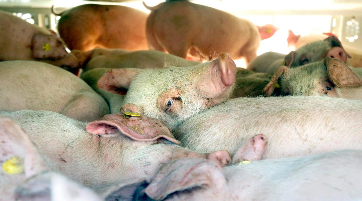 pig slaughter farm