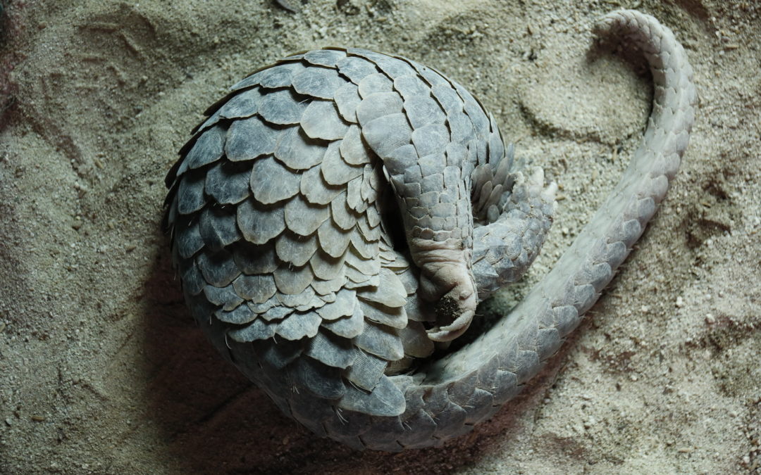 Has Earth’s Most Trafficked Mammal Stopped the World?