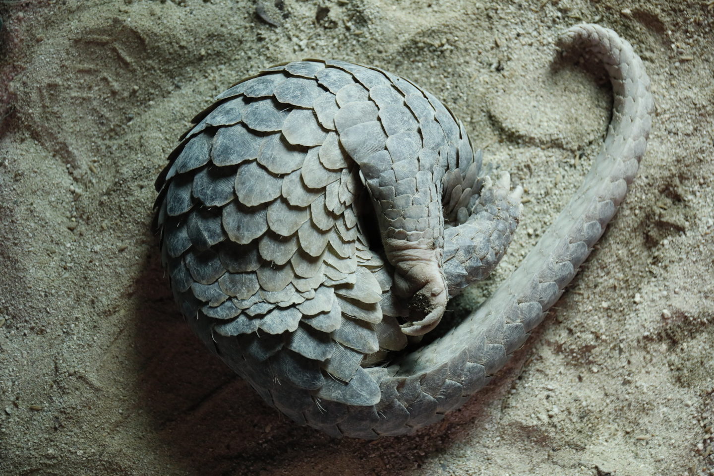 pangolin trafficked animal