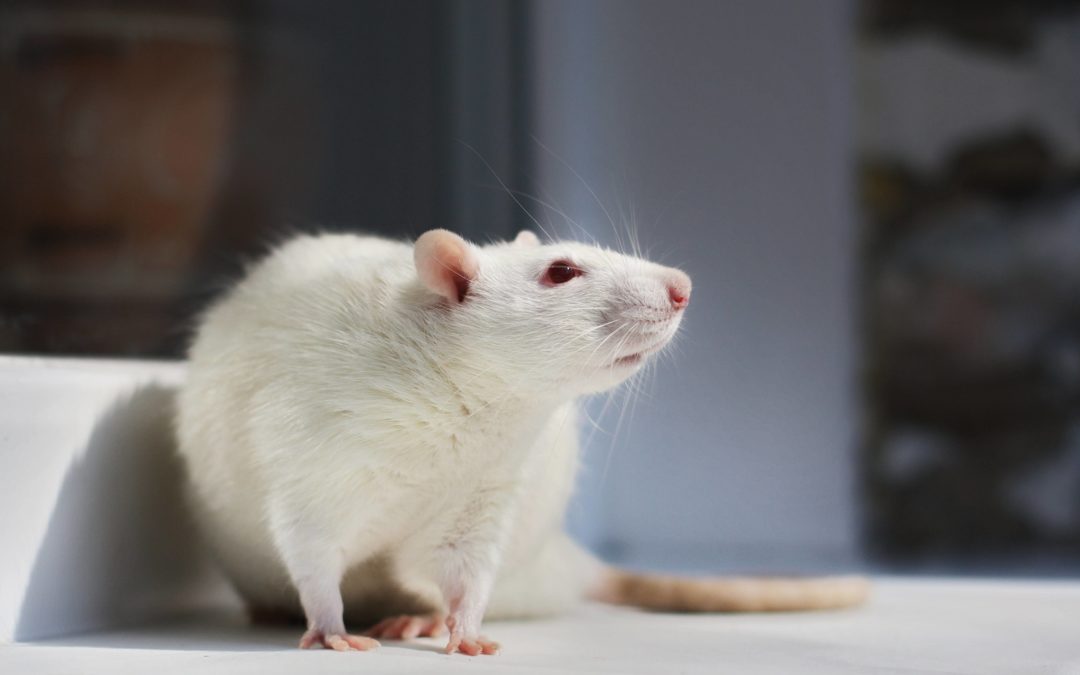 The Sac Rack: Death’s Waiting Room for Animals in Labs