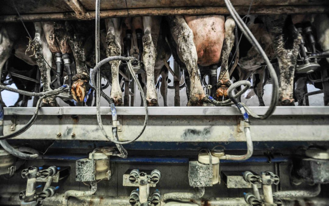 COVID-19 Revealing Inherent Cruelty of Agribusiness