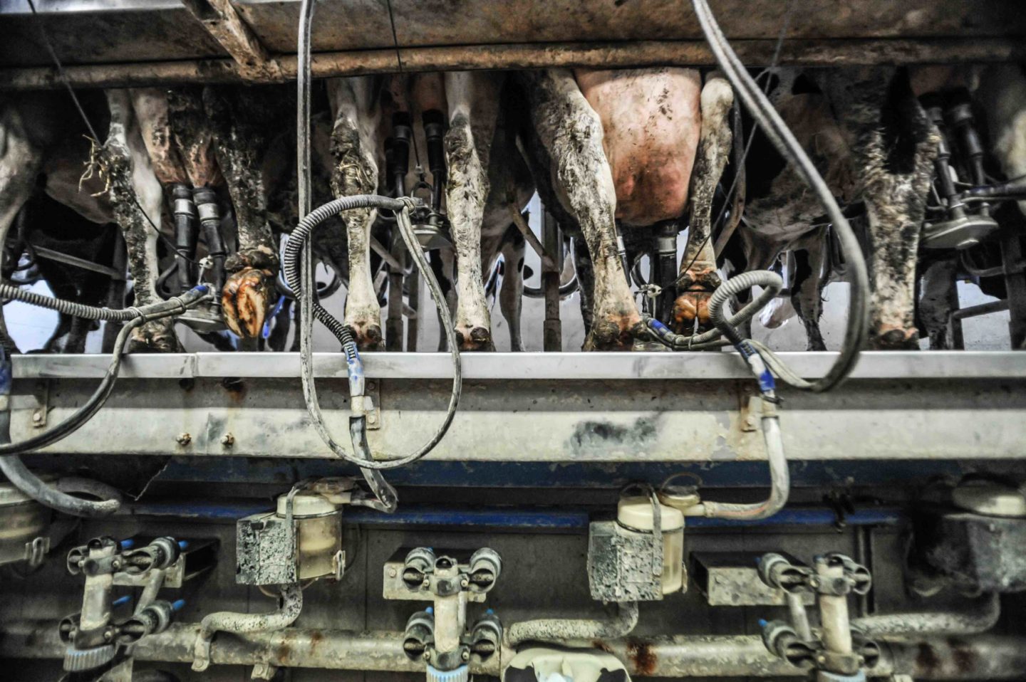 dairy cows milked