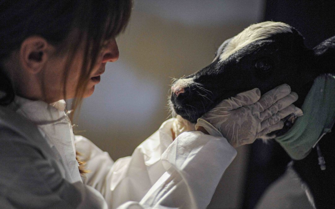 Birth and Motherhood in a Slaughterhouse: Charlotte’s Story