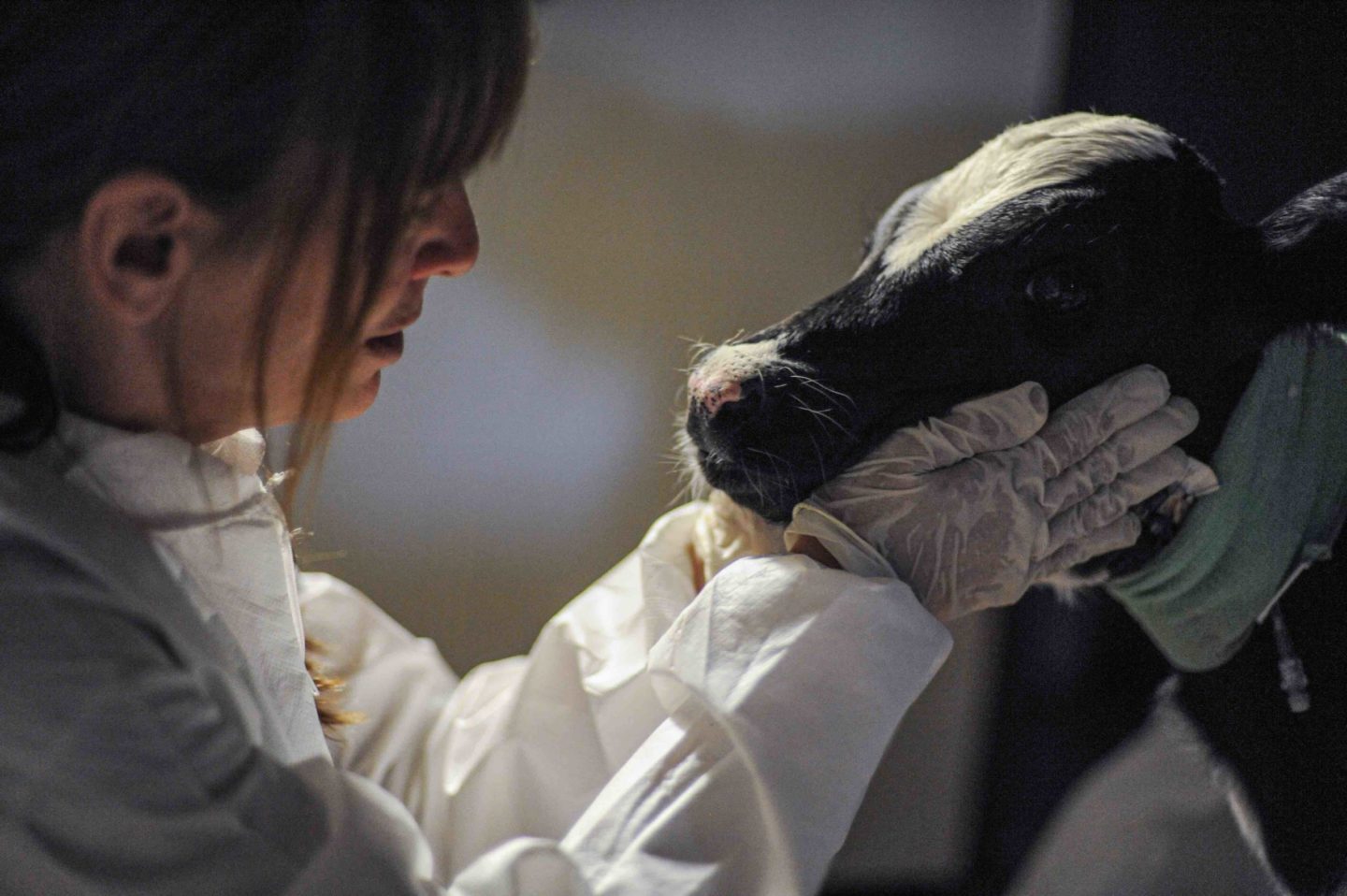 calf rescue slaughter