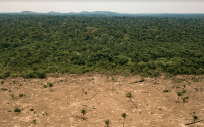 Corruption and Exploitation: Brazil’s Position in the Global Food System