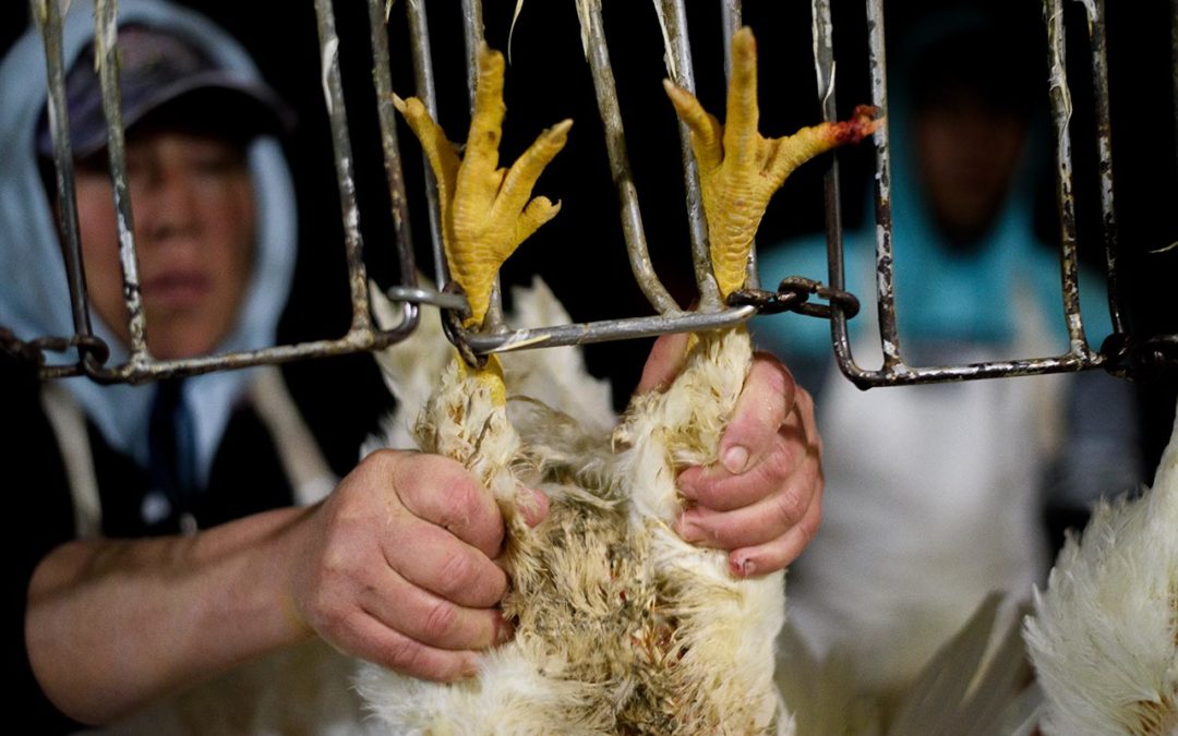 Slaughterhouses: Where Animal Rights and Workers’ Rights Suffer in Symphony