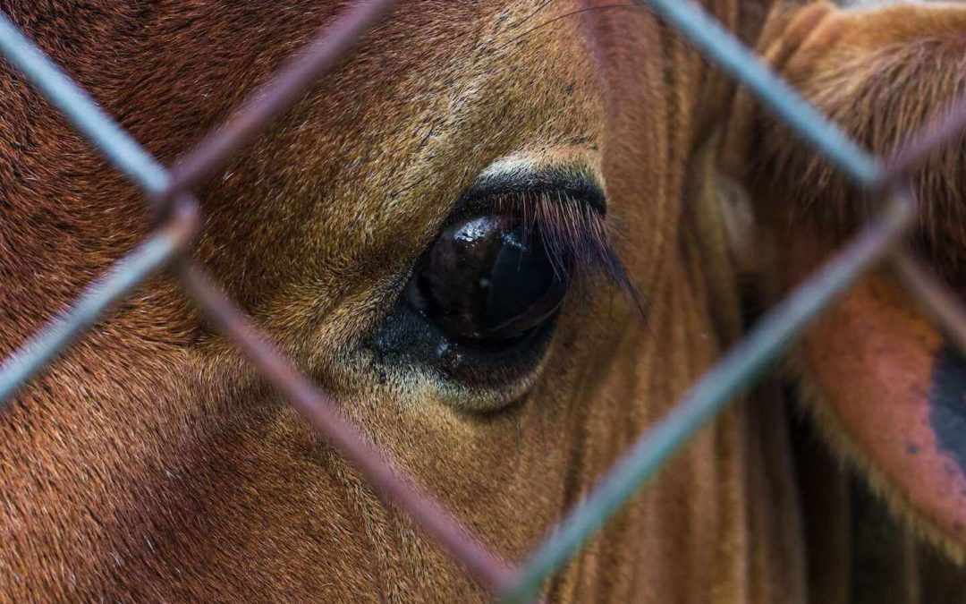 Animal Protection During COVID-19 and Beyond: Where There’s a Will, There’s a Way