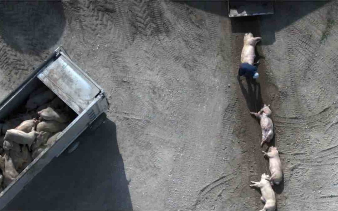 Hidden Video Reveals Gruesome Mass-Extermination Method for Iowa Pigs Amid Pandemic