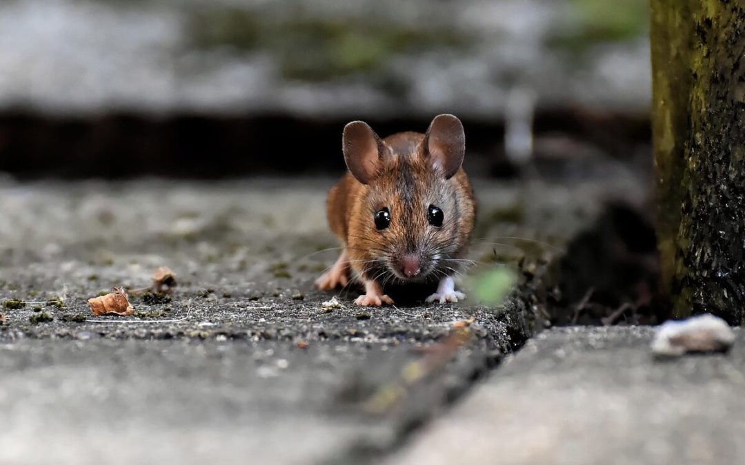 What Do Humans Owe to Wildlife in Urban Spaces?