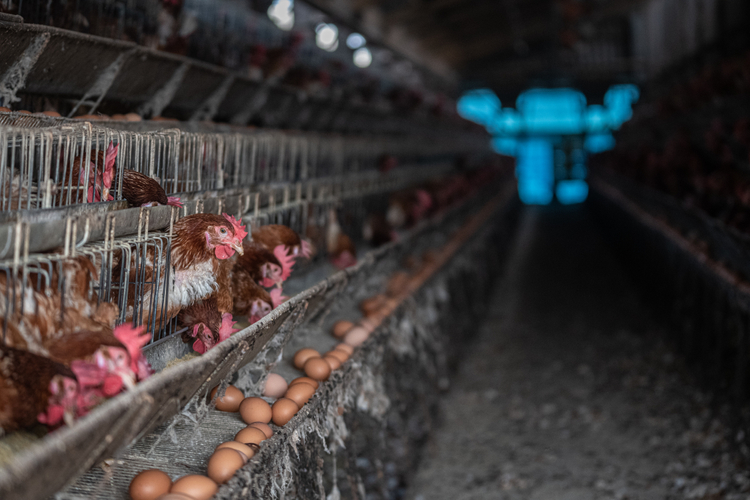 farmed animals chickens
