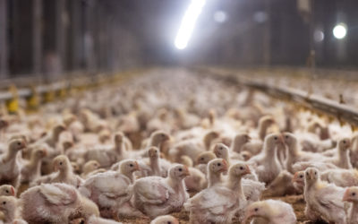 Intensive Agriculture: Impact on Humans, Animals, and the Planet