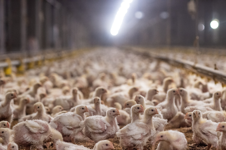 Intensive Agriculture: Impact on Humans, Animals, and the Planet
