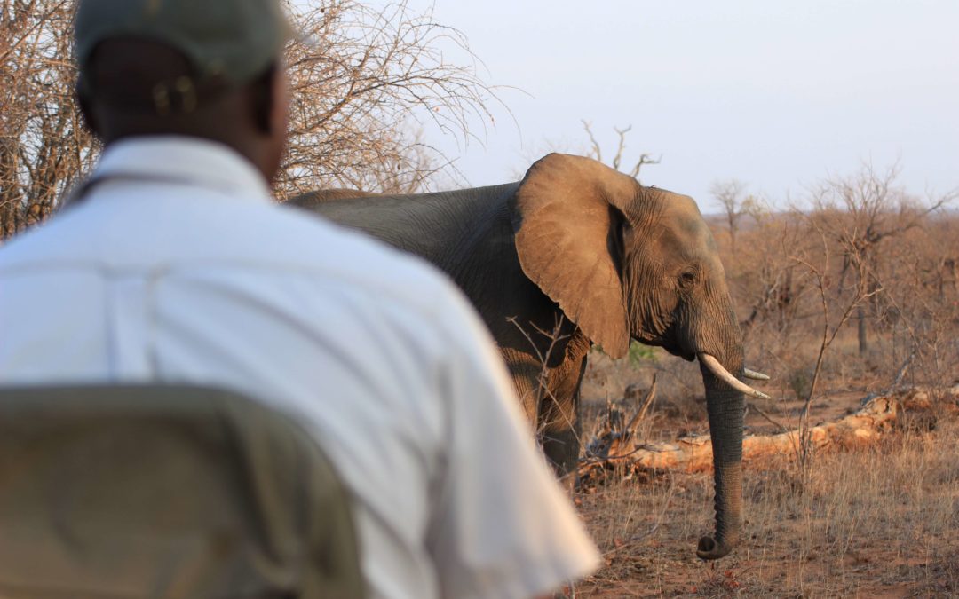 Elephant Poaching Is a Humanitarian Crisis, Too