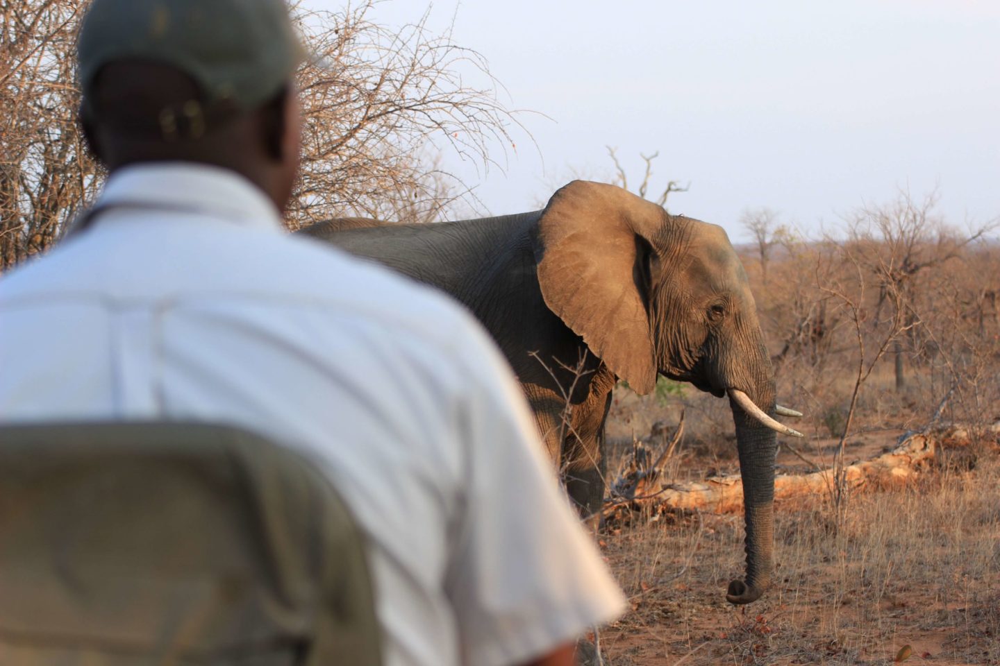 Elephant Poaching Is a Humanitarian Crisis, Too