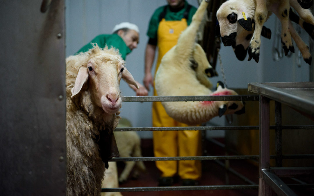 Meat-Free Future? Coronavirus Exposes America’s Fragile Food System